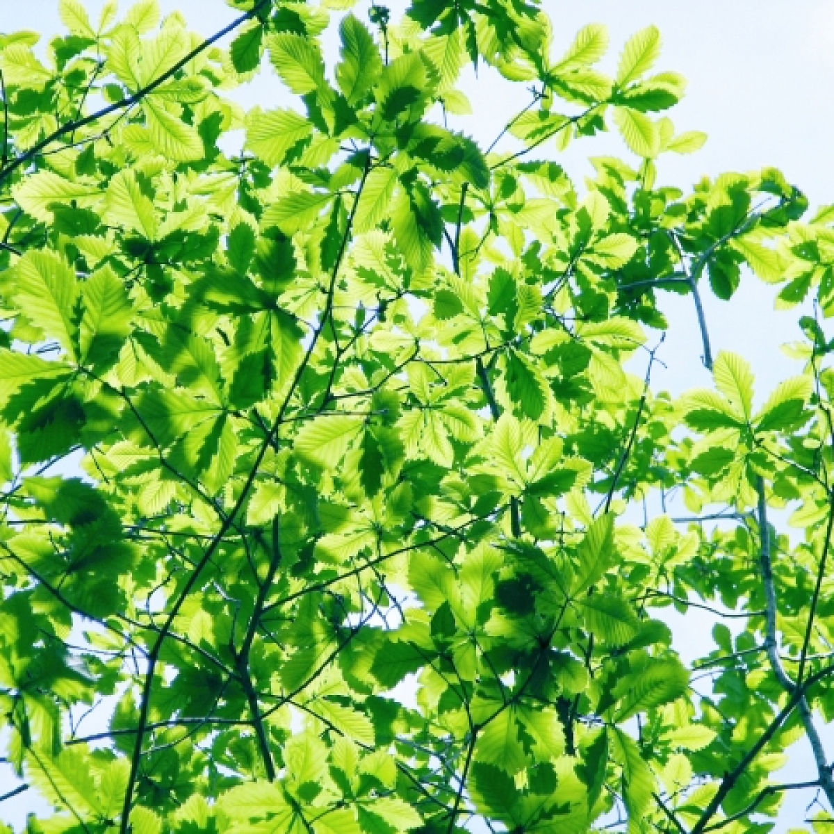 水と緑の探偵団